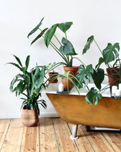 Styl urban jungle – mieszkanie pełne roślin