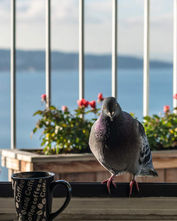 Jak odstraszyć gołębie z balkonu? Skuteczne sposoby na nieproszonych gości