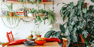 Jakie rośliny wybrać, by stworzyć z domu osobistą oazę?