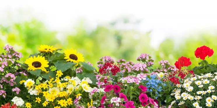 Kwiaty na balkon – wybierz odpowiednie rośliny na swój balkon