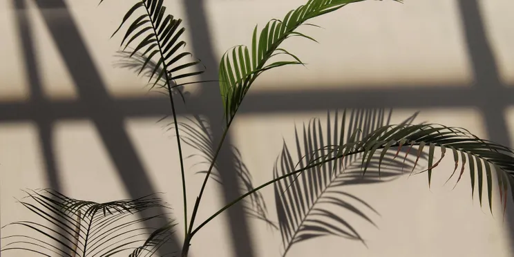 Biophilic design – czym jest design biofilny i jak wprowadzić go do swojego wnętrza?